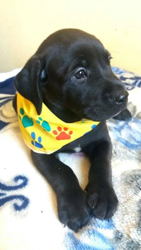 Cachorro ra a Mix labrador idade Abaixo de 2 meses nome Filhotinhos