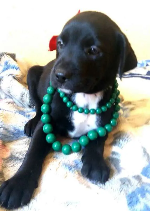 Cachorro ra a Mix labrador idade Abaixo de 2 meses nome Filhotinhos