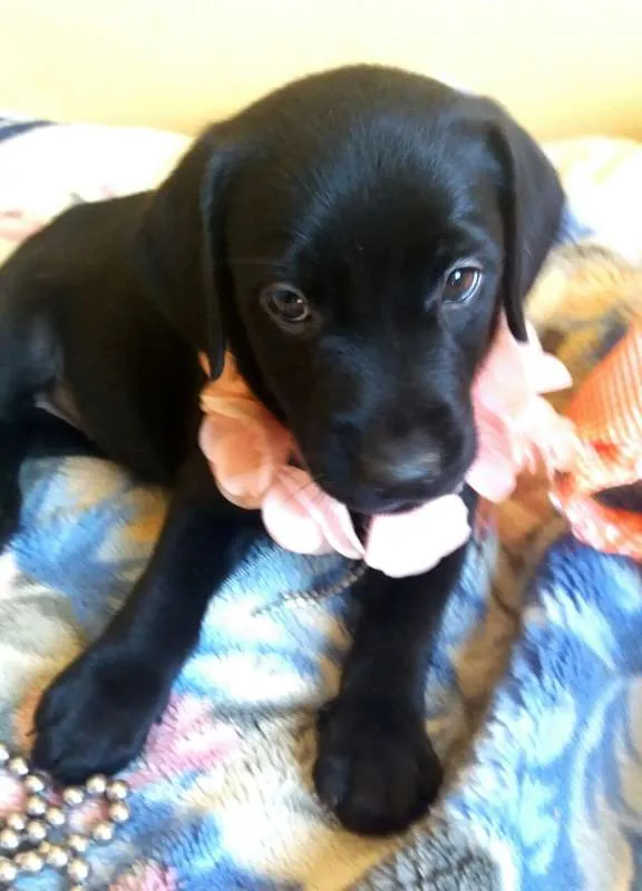 Cachorro ra a Mix labrador idade Abaixo de 2 meses nome Filhotinhos