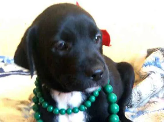 Cachorro ra a Mix labrador idade Abaixo de 2 meses nome Filhotinhos