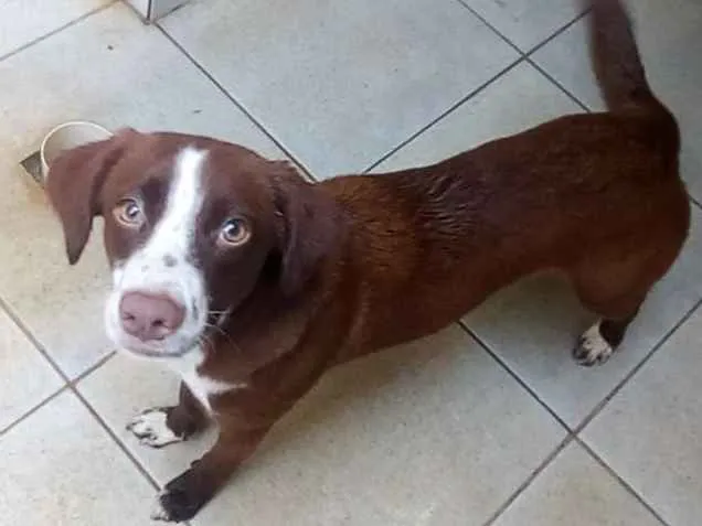 Cachorro ra a vira lata idade 1 ano nome Lua