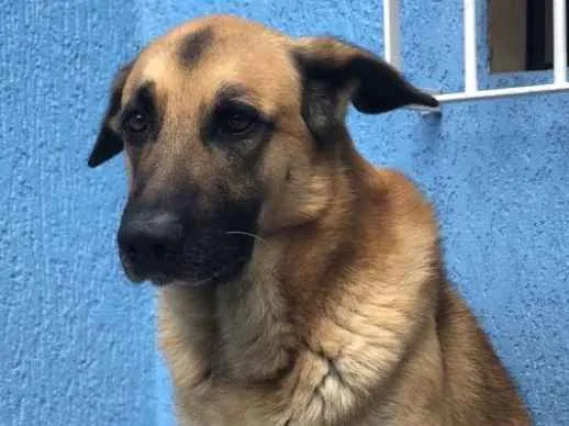 Cachorro ra a Pastor alemão  idade 5 anos nome Mike