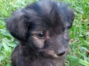 Cachorro raça Vira lata idade Abaixo de 2 meses nome Filhotes