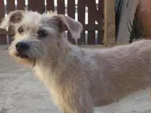 Cachorro raça Poodle idade 2 anos nome Lôla