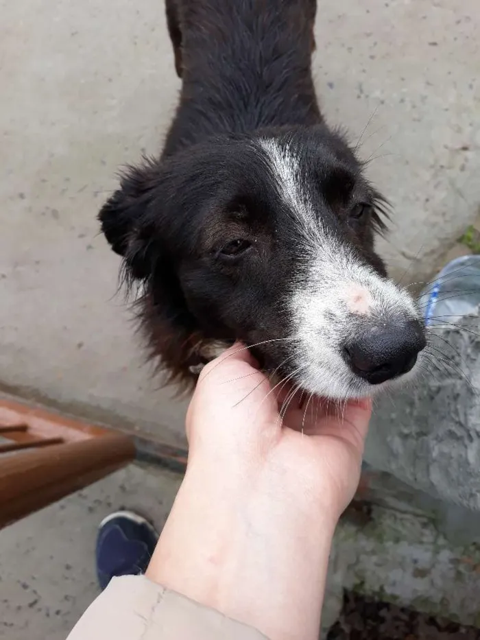 Cachorro ra a Vira lata idade 1 ano nome De rua