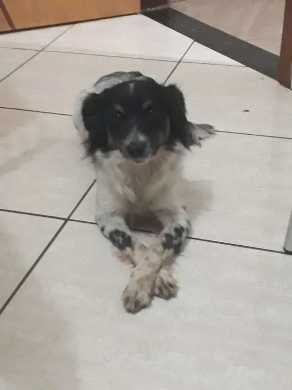 Cachorro ra a Poder Colli e Vira Lata idade 7 a 11 meses nome Pingo