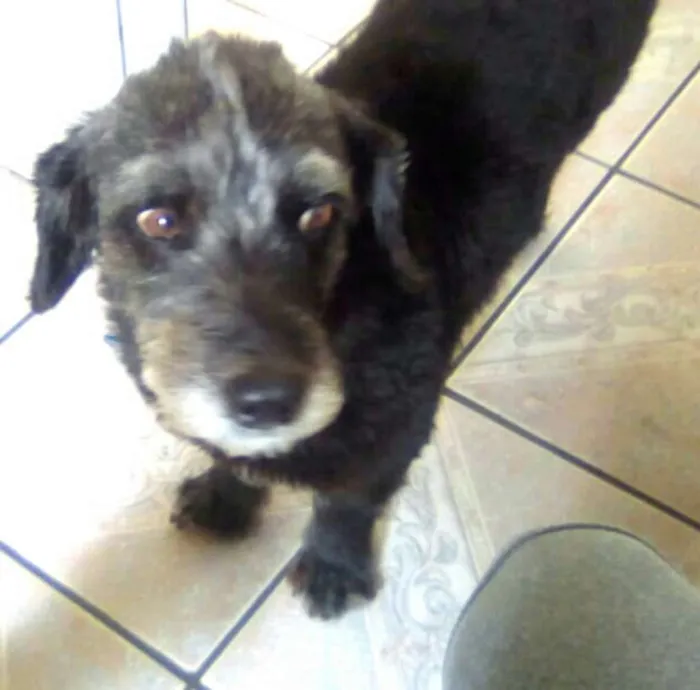 Cachorro ra a Mix de Poodle idade 2 anos nome Théo 