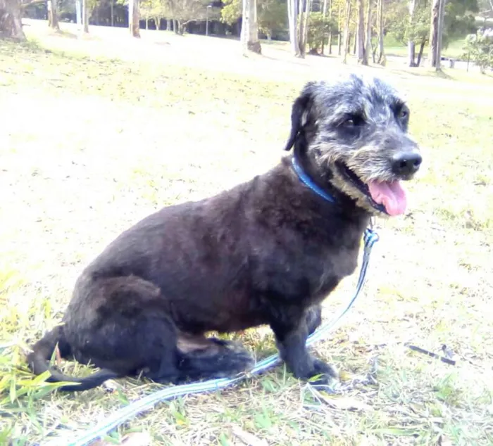 Cachorro ra a Mix de Poodle idade 2 anos nome Théo 