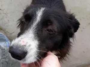 Cachorro raça Vira lata idade 1 ano nome De rua