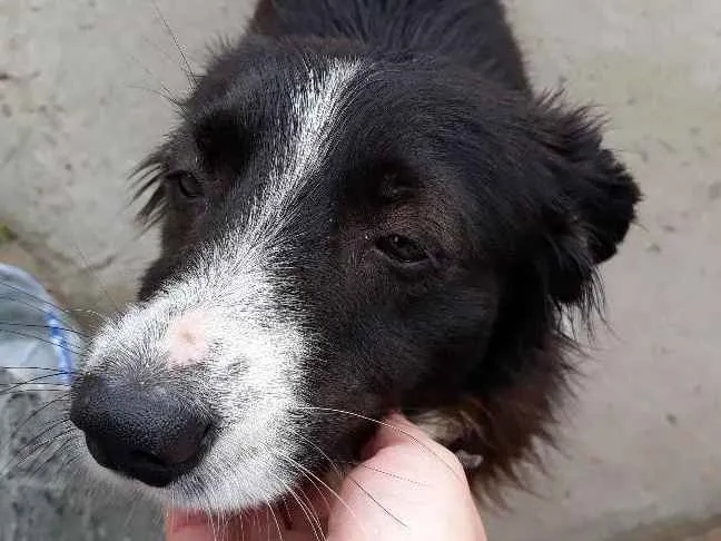 Cachorro ra a Vira lata idade 1 ano nome De rua