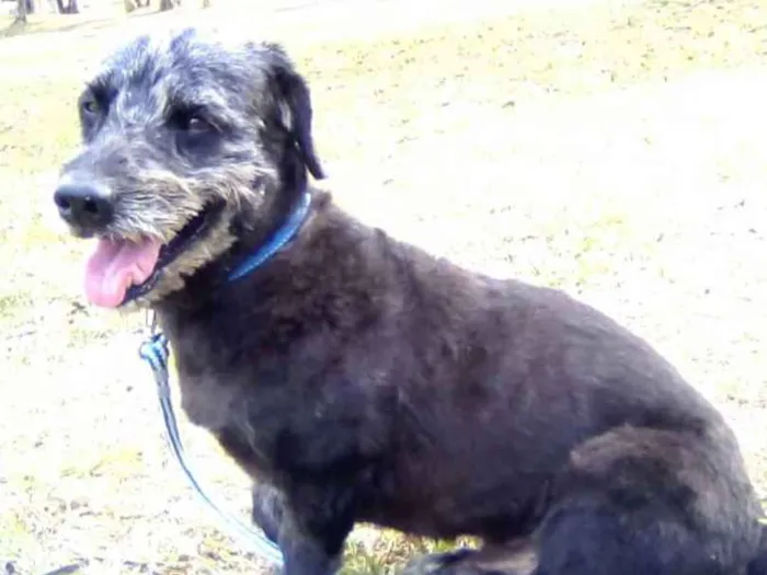 Cachorro ra a Mix de Poodle idade 2 anos nome Théo 
