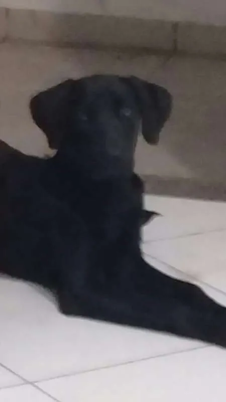 Cachorro raça Labrador idade 7 a 11 meses nome Luna