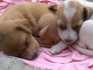 Cachorro raça SD idade Abaixo de 2 meses nome Irmãozinhos