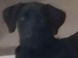 Cachorro raça Labrador idade 7 a 11 meses nome Luna