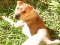 Cachorro raça charpei idade 3 anos nome luli