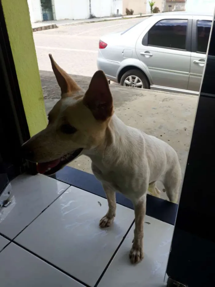 Cachorro raça Vira lata idade 2 a 6 meses nome Sem nome