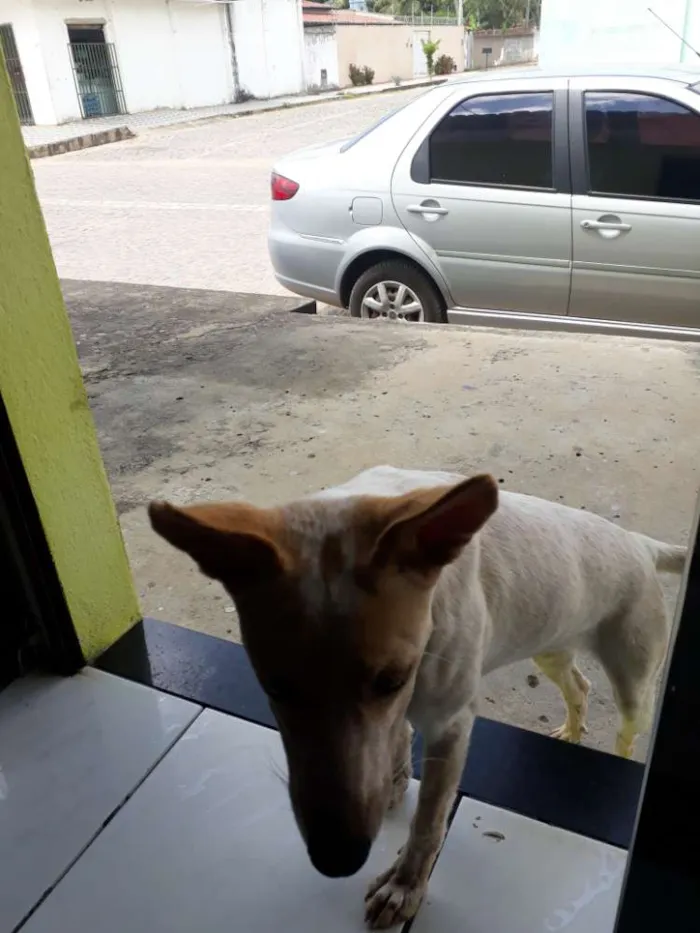 Cachorro raça Vira lata idade 2 a 6 meses nome Sem nome