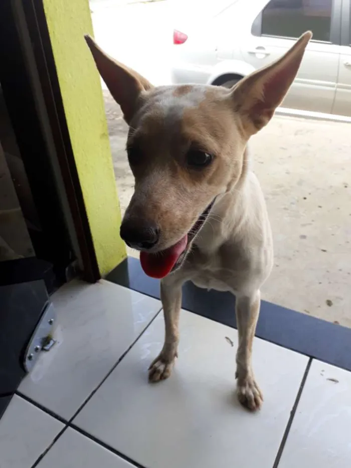 Cachorro raça Vira lata idade 2 a 6 meses nome Sem nome