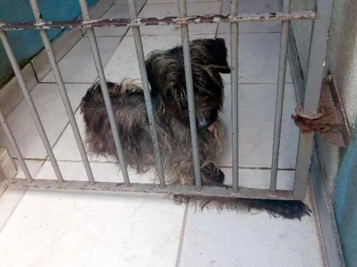 Cachorro raça Indefinida idade 2 anos nome Pretinha