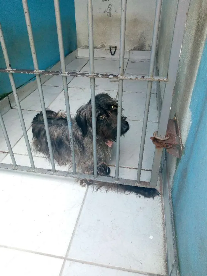 Cachorro raça Indefinida idade 2 anos nome Pretinha