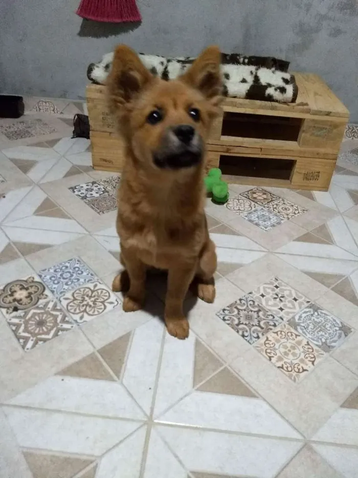 Cachorro ra a SRD idade 2 a 6 meses nome Sem nome