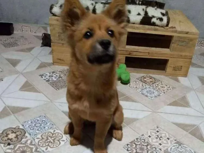 Cachorro ra a SRD idade 2 a 6 meses nome Sem nome
