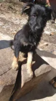 Pretinha e Pernalong