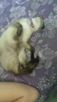 Gata