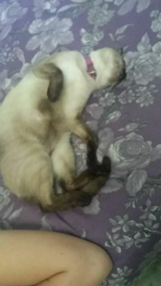 Gato ra a Siamesa  idade 2 anos nome Gata