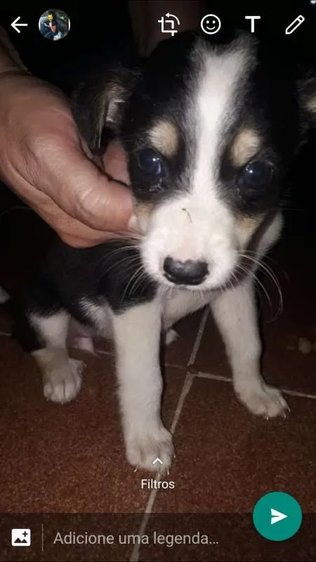 Cachorro ra a desconhecida idade Abaixo de 2 meses nome sem nome