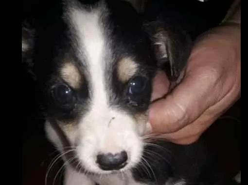 Cachorro ra a desconhecida idade Abaixo de 2 meses nome sem nome