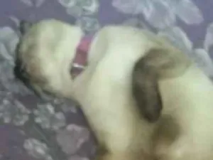 Gato raça Siamesa  idade 2 anos nome Gata
