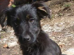 Cachorro raça SRD (sem raça definida) idade 7 a 11 meses nome Pretinha e Pernalong