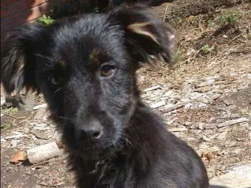 Cachorro ra a SRD (sem raça definida) idade 7 a 11 meses nome Pretinha e Pernalong