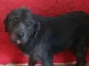Cachorro raça SRD idade 6 ou mais anos nome POPEYE