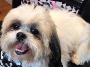 Cachorro raça Shitzu idade 3 anos nome Thor