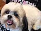 Cachorro raça Shitzu idade 3 anos nome Thor
