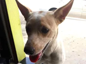 Cachorro raça Vira lata idade 2 a 6 meses nome Sem nome