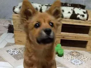 Cachorro raça SRD idade 2 a 6 meses nome Sem nome