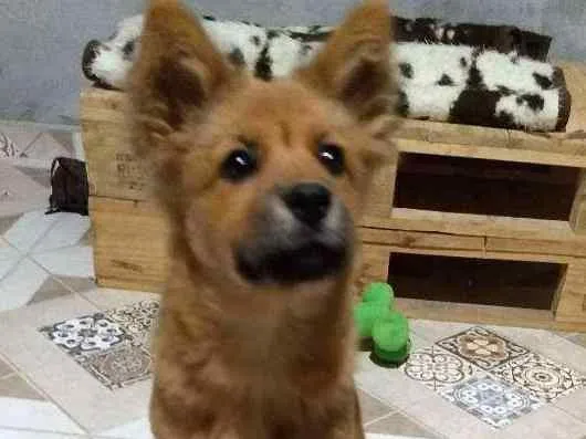 Cachorro ra a SRD idade 2 a 6 meses nome Sem nome