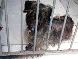 Cachorro raça Indefinida idade 2 anos nome Pretinha