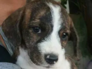 Cachorro raça SRD idade 2 a 6 meses nome SN