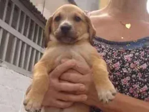 Cachorro raça SRD idade 2 a 6 meses nome SN