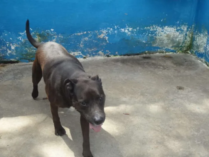 Cachorro ra a SRD idade 5 anos nome JONHY
