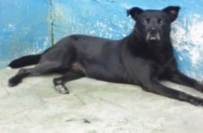 Cachorro ra a SRD idade 5 anos nome LUPI