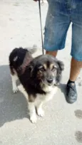TINO