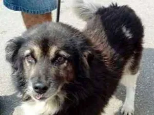Cachorro raça RSD idade 6 ou mais anos nome TINO