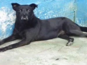 Cachorro raça SRD idade 5 anos nome LUPI