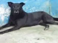 LUPI