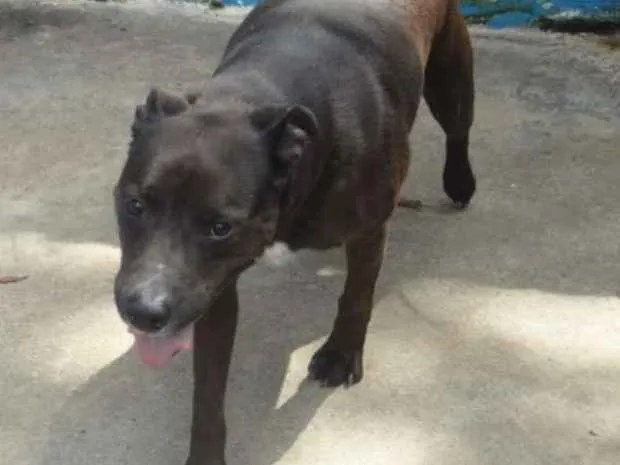 Cachorro ra a SRD idade 5 anos nome JONHY